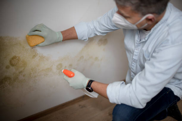 Best Industrial Mold Remediation in Alto, GA